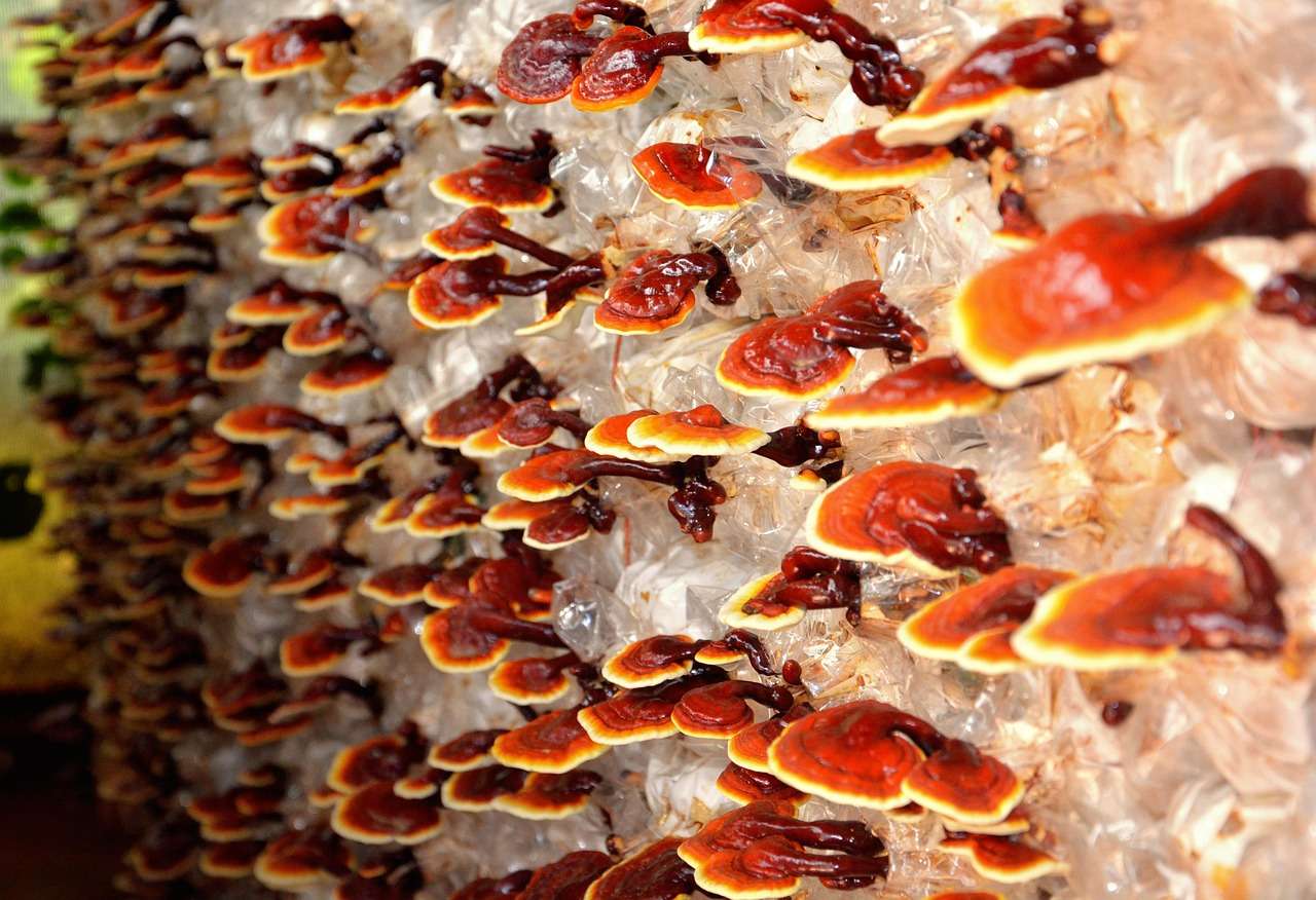 reishi, mushroom, plant, nature, red, farm, reishi, reishi, reishi, reishi, reishi