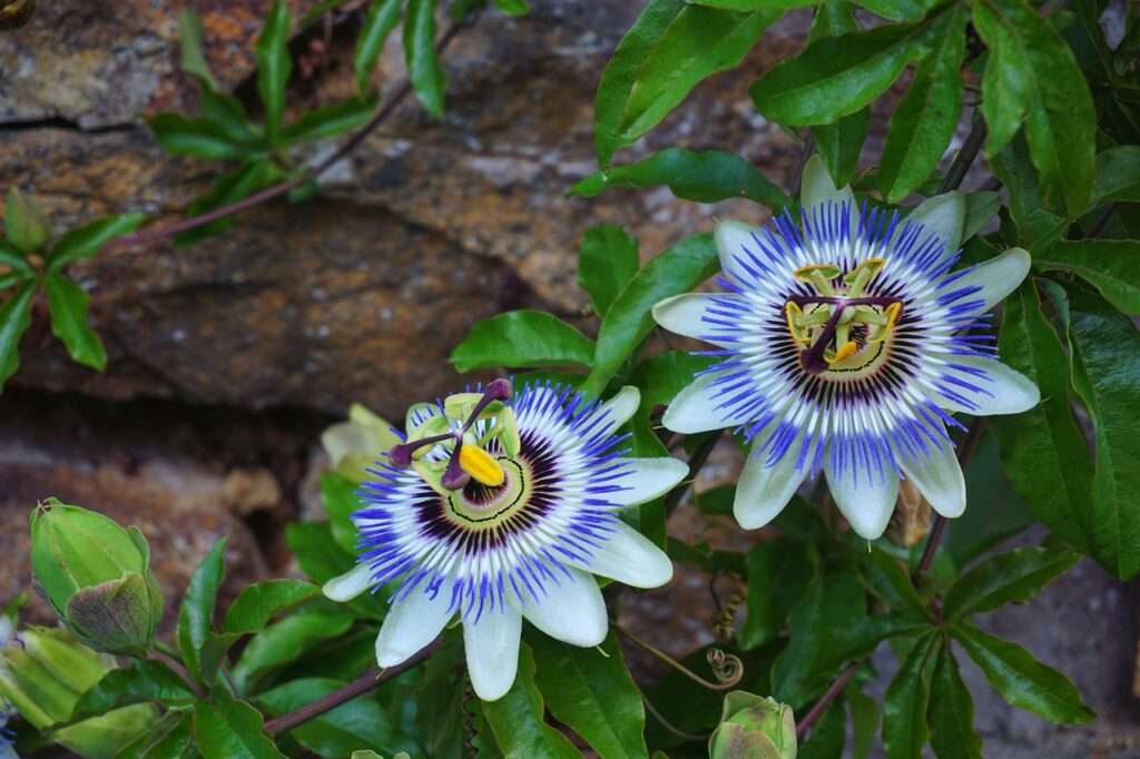 passionflower, flower, beautiful flowers, flower background, botanical, nature, blue passionflower, garden, flowering, blue, blooming, creeper, flora, medicinal plant, passionflower, passionflower, passionflower, passionflower, passionflower, creeper, creeper, flower wallpaper, creeper
