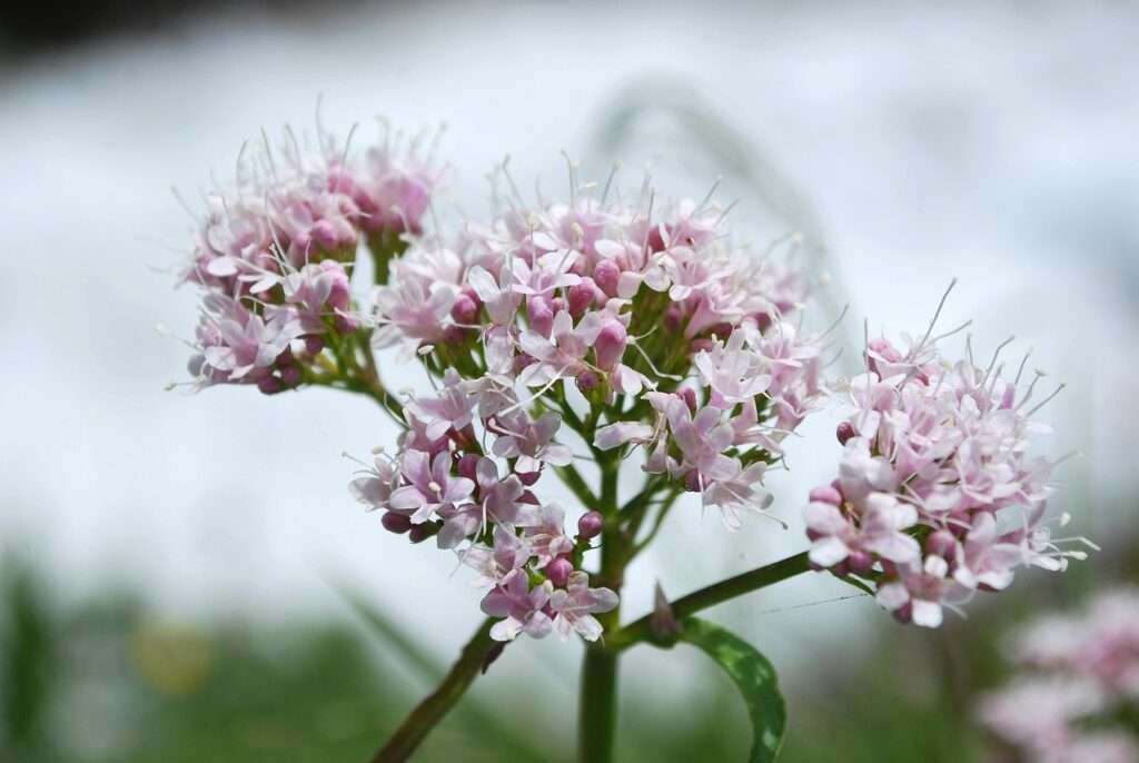 valerian, flowers, plant, pink flowers, flower wallpaper, petals, bloom, flower background, spring, nature, closeup, valerian, valerian, valerian, beautiful flowers, valerian, valerian