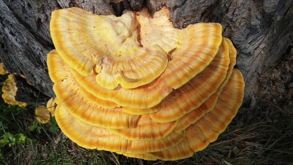 baumschwamm, reishi, common sulfur pomegranate, parasite, mushroom, deciduous tree, innau, upper bavaria, neuötting, perach, reishi, reishi, reishi, reishi, reishi