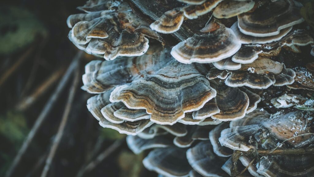 Detailed close-up of Turkey Tail fungi on a tree trunk in autumn. Nature's intricate growth patterns captured beautifully.
