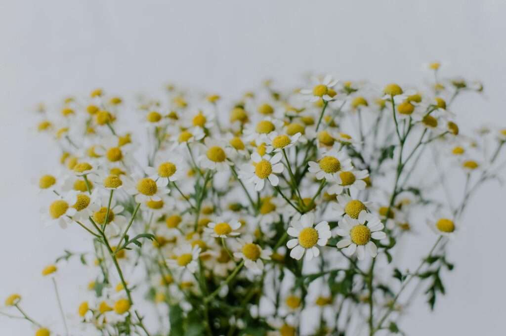 A close-up view of a vibrant chamomile bouquet with delicate white petals and yellow centers.